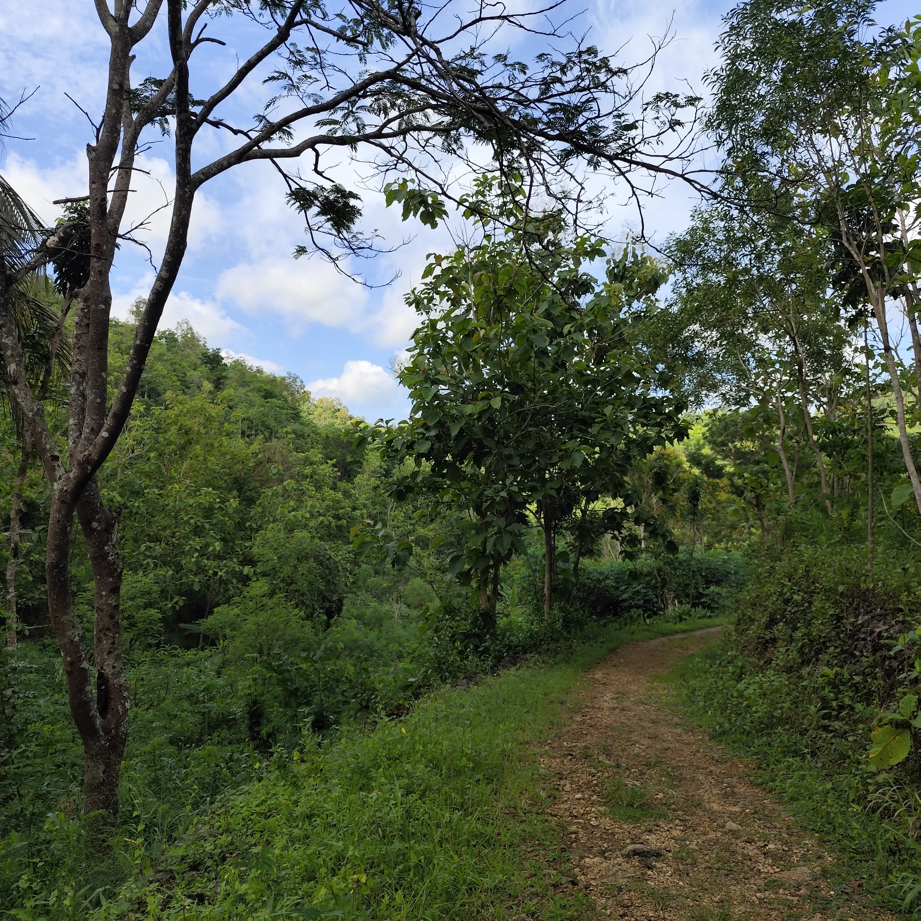 Suasana alam dari Padukuhan Bolang yakni hutan.