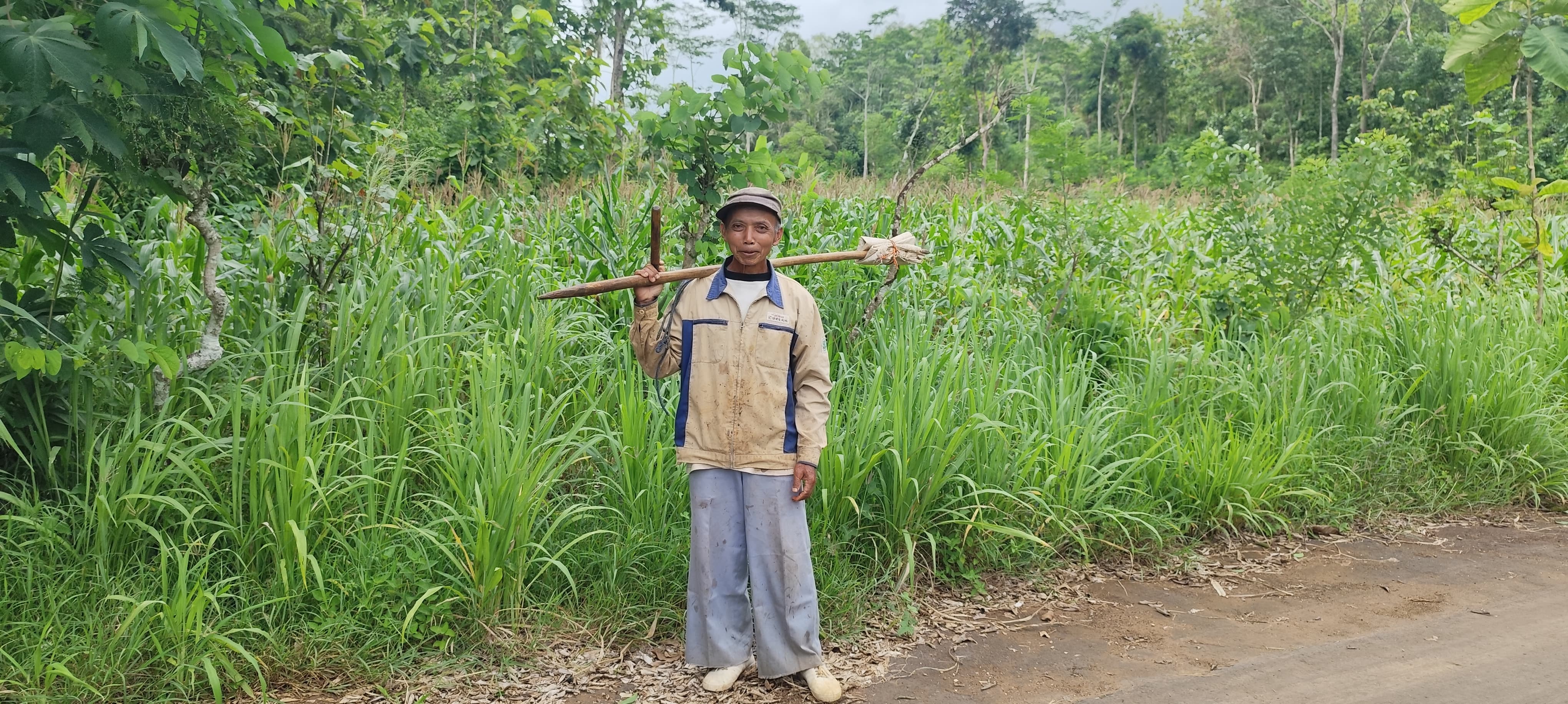 Petani Bolang sedang menuju ke ladang untuk mengambil pakan ternak.